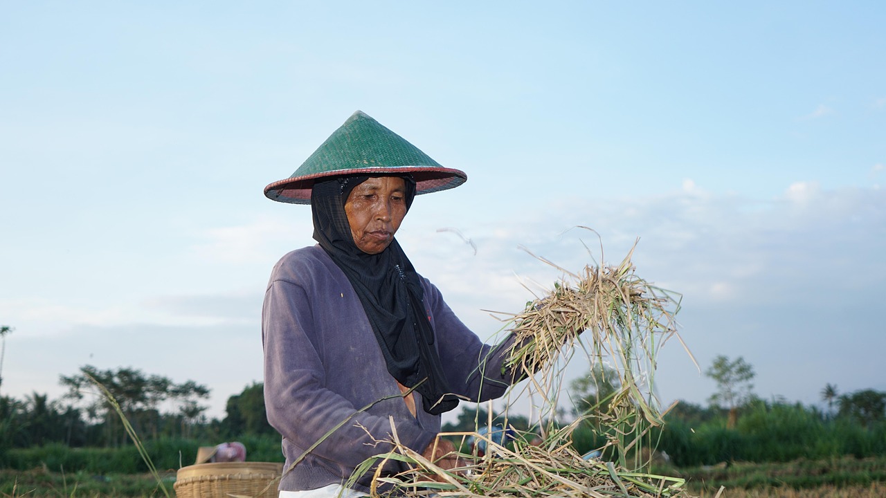 agriculture, farmer, rice harvesting, harvesting, indonesian farmer, farming, indonesian farmer, indonesian farmer, indonesian farmer, indonesian farmer, indonesian farmer